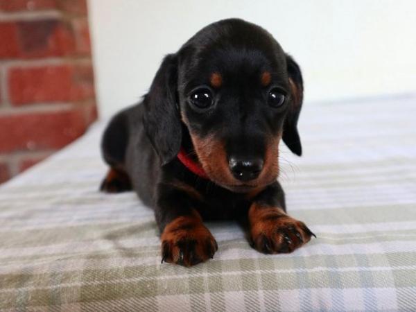 Image 5 of Beautiful Dachshund smooth haired Black and Tan pups