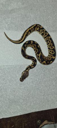 Image 6 of Royal /ball pythons available and male and female boas