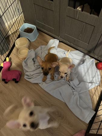 Image 7 of 12 weeks old chihuahua puppies ready now