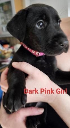 Image 6 of Doberman x Labrador puppies for sale