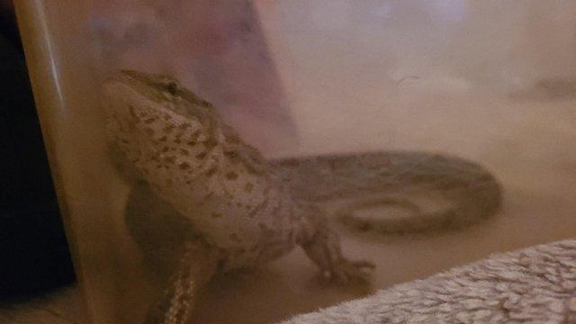 Image 5 of 5 year old ackie/dwarf monitor for sale unsexed. Viv not inc