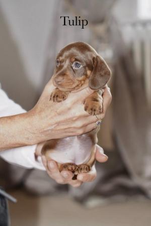 Image 11 of 5 Star KC Reg Chocolate Miniature Dachshund Puppies