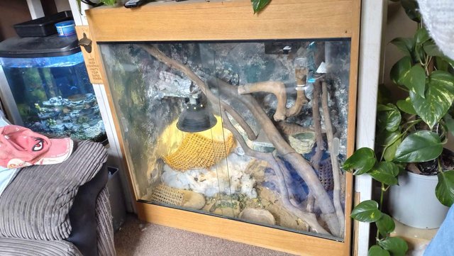 Image 7 of Bearded Dragon for sale with vivarium and all accessories