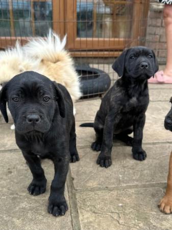 Image 10 of Cane corso x Rottweiler puppies