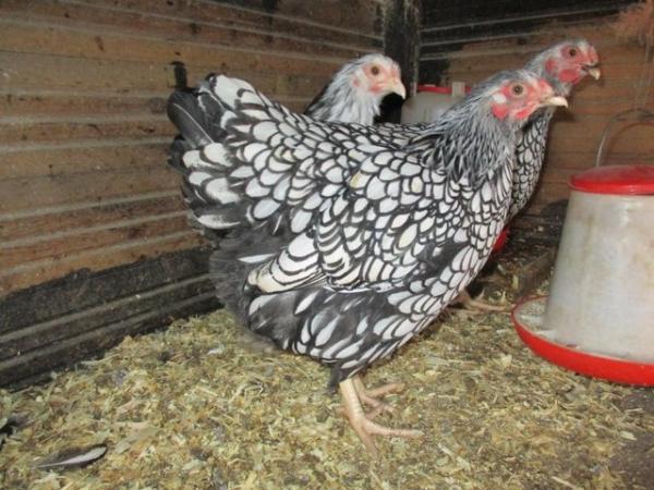 Image 3 of Silver Laced Wyandotte Bantam growers
