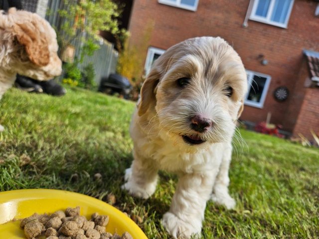 Preview of the first image of Last one - Beautiful Cockapoo Puppy - Ready to go now.