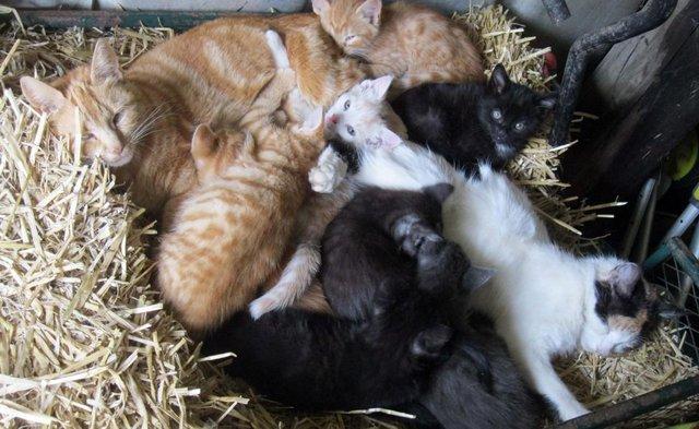 Image 5 of Beautiful Well Reared Friendly Kittens