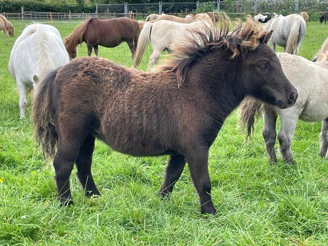 Preview of the first image of Miniature Shetland dilute black filly.