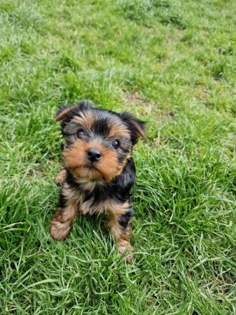 Image 2 of Yorkshire Terrier female available on 5th of June