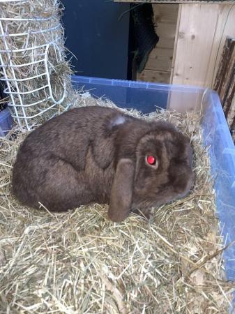 Image 4 of neutered male rabbit andover based