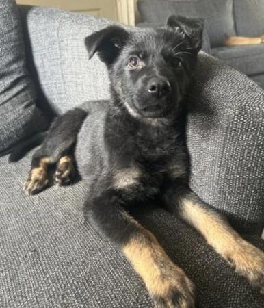 Image 1 of **German Shepherd Puppy for sale £650**