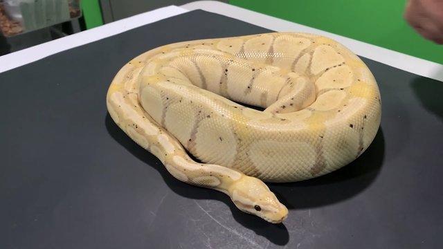 Preview of the first image of Wanted Female ball python and hognose.