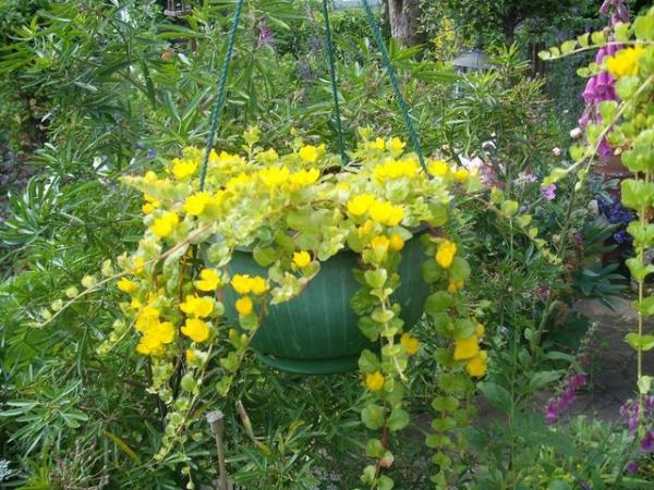 Image 2 of Large Hanging Baskets Of Virginia Creeper (yellow flower)