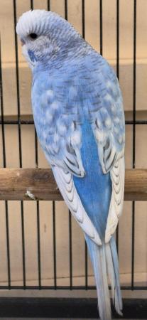 Image 5 of Beautiful Baby Budgies Available Now