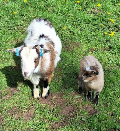 Image 2 of Female pygmy goat with nanny kid