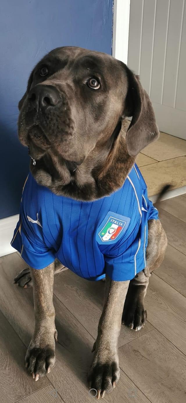 Preview of the first image of Cane Corso Italian Import.