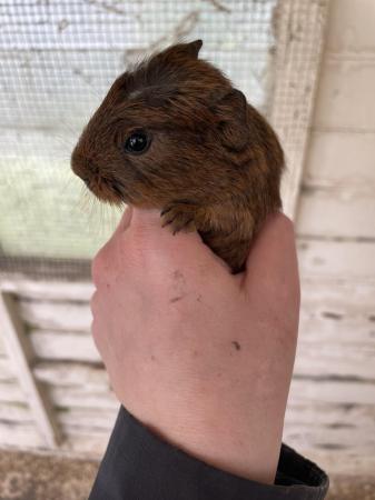Image 6 of 6 week old guinea pig for sale