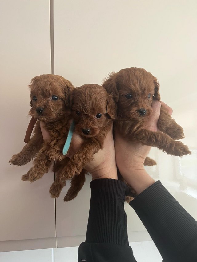 Preview of the first image of Stunning Red Cavapoo Puppies.