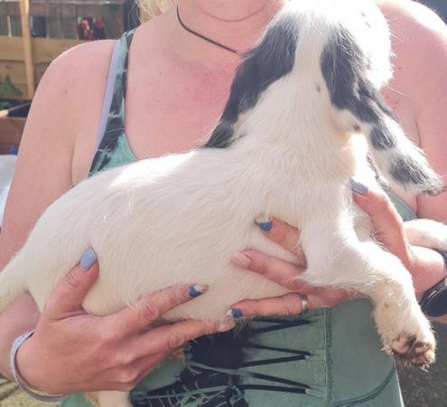 Image 17 of Spaniel cross pups 1 girl 2 boys available