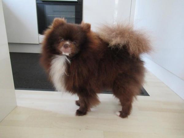Image 3 of Pomeranian Lilac Chocolate Male looking for Forever Home