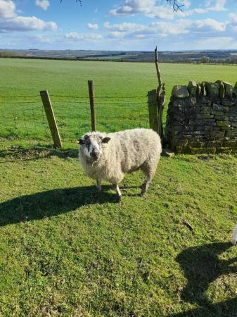 Image 1 of Tup for sale . Very friendly