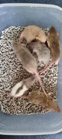 Image 8 of Tame Young/baby rats for sale (guaranteed tame)
