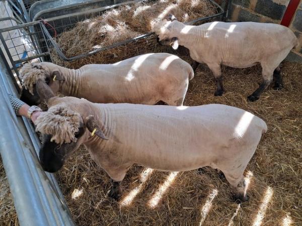 Image 2 of Pedigree Oxford Down Sheep tups