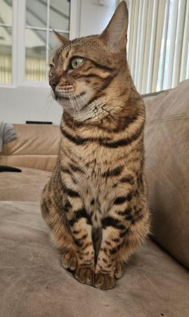 Image 6 of Cute bengal cat looking for good home (toilet trained)