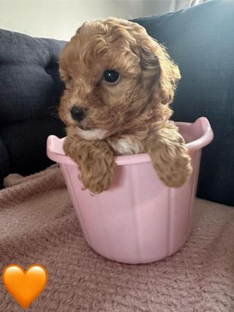 Image 6 of Stunning Red Maltipoo Puppies - ready today!