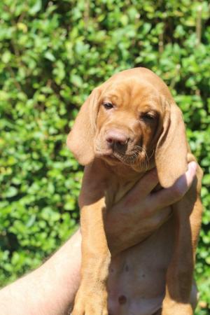 Image 11 of *READY TO LEAVE* KC Registered Hungarian Vizsla Puppies
