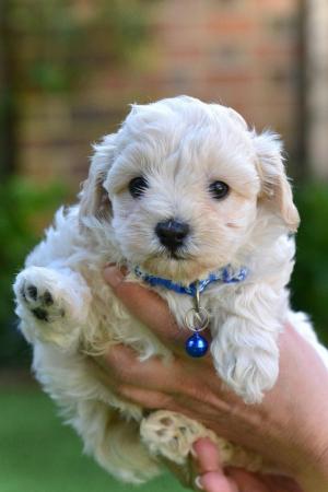 Image 6 of Beautiful F1 Toy Maltipoo Puppies (1 Left)