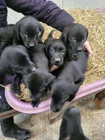 Image 7 of Beautiful Labrador Puppies For Sale
