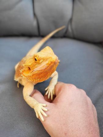 Image 5 of 2 year old Bearded dragon and full set up