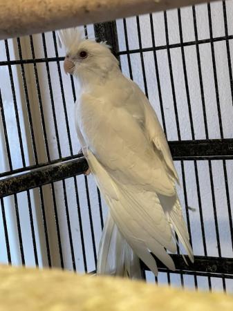 Image 2 of Beautiful Pairs cockatiels for sale