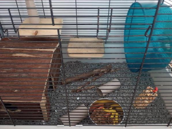 Image 8 of 2 Cute Female Rats (7 months old)
