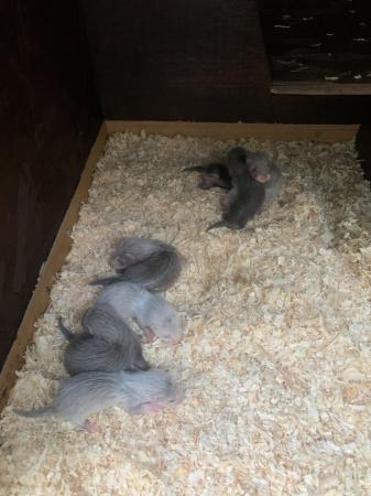 Image 1 of Ferret kits for sale ready now