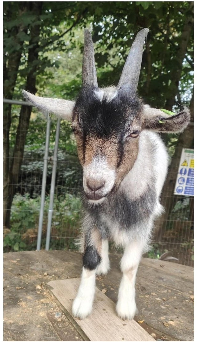 Preview of the first image of Gorgeous sweet pygmy wether goats.