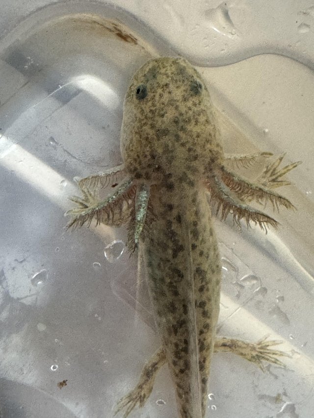 Preview of the first image of Axolotl babies- variety of different morphs.