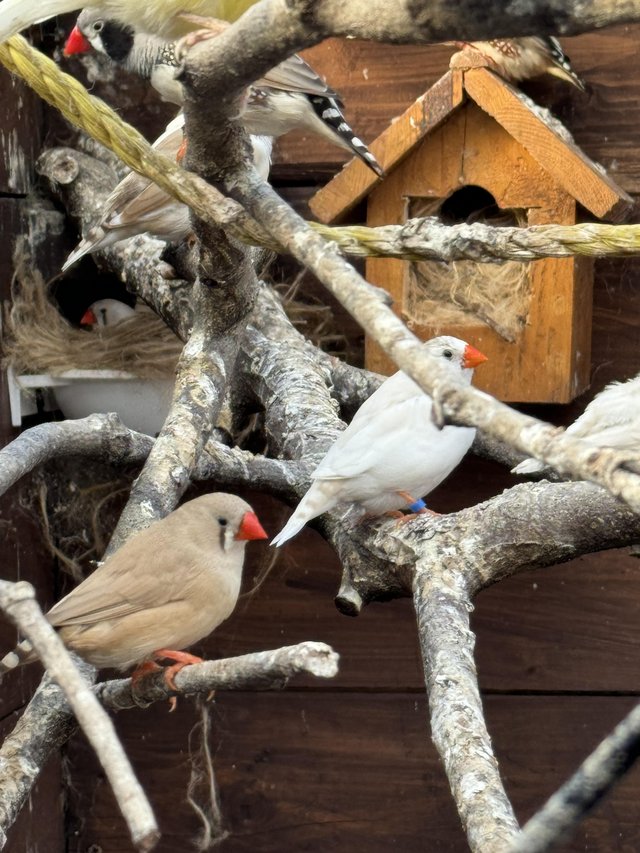 Preview of the first image of Zebra finch birds for sale.