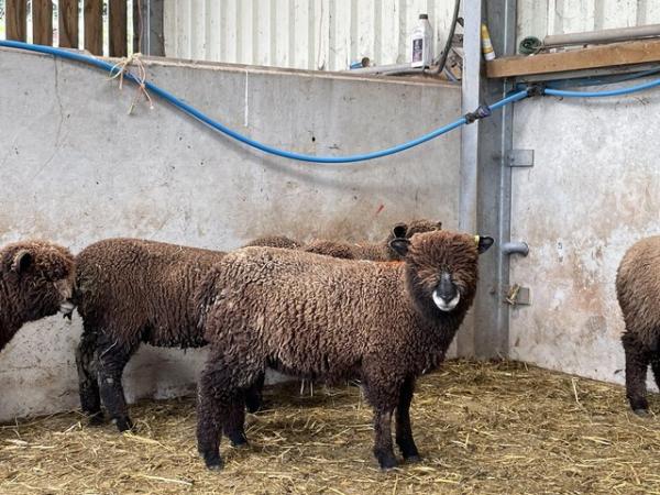 Image 3 of Pedigree Coloured Ryeland Ewe Lambs
