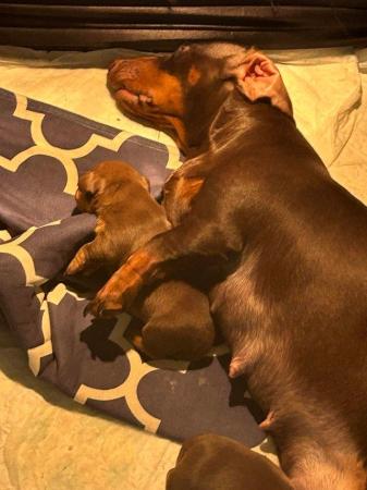 Image 5 of 3 Chocolate & Tan Mini dachshunds