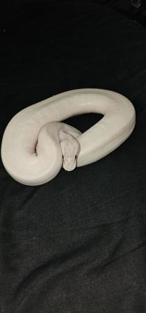 Image 4 of Female ivory royal python