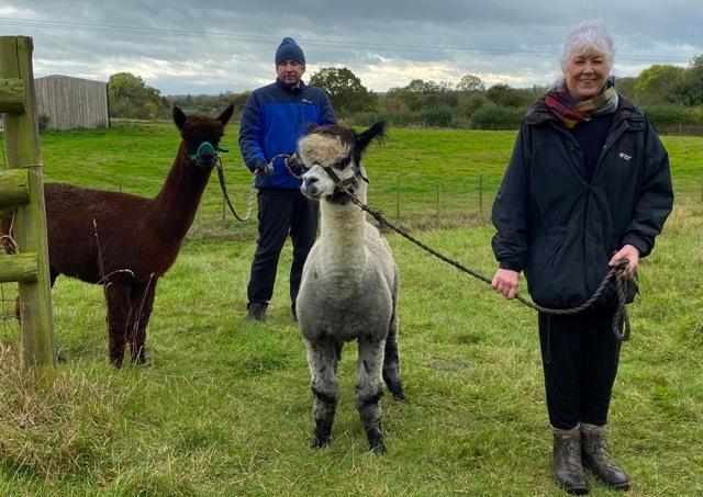 Preview of the first image of ALPACA COURSES IN THE COTSWOLDS.