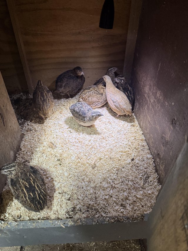 Fertile Quail Hatching Eggs | Can Be Posted or Collected in — photo 2 of 2
