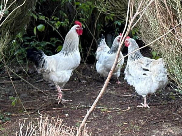 Image 1 of Light Sussex Breeding Cock & Hens
