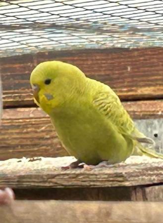 Image 6 of 6 baby budgies for sale various colours