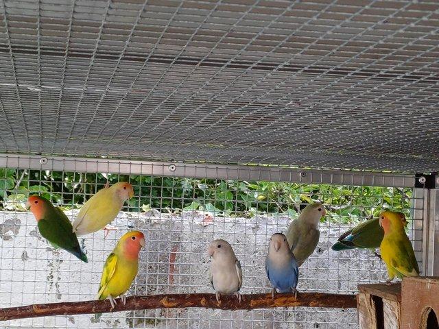 Preview of the first image of Colony of 10 peach faced lovebirds.
