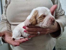 Image 8 of KC registered Cocker Spaniel pups for sale