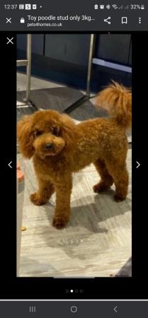 Poodle puppies for sale in Wolverhampton, West Midlands – 2 years old - Image 7 of 9