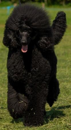 Image 9 of Standard Poodle Puppies ready now